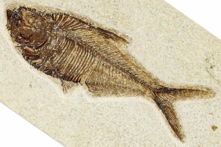 Detailed Fossil Fish (Diplomystus) - Wyoming #370867